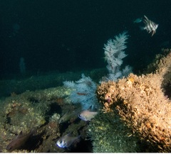 Pempheris compressa