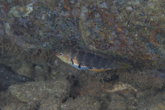 Halichoeres papilionaceus