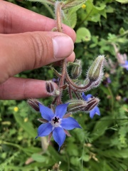Borago officinalis