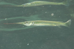 Zenarchopterus dispar