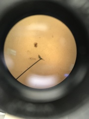 Miozoa