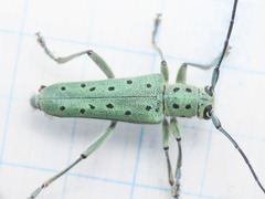 Saperda punctata