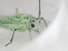Saperda punctata