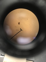 Miozoa