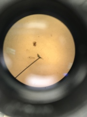 Miozoa