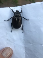 Osmoderma eremicola