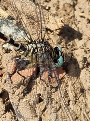 Onychogomphus forcipatus