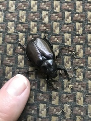 Osmoderma eremicola