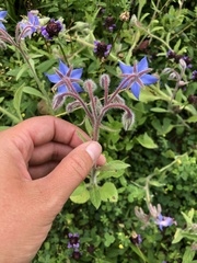 Borago officinalis
