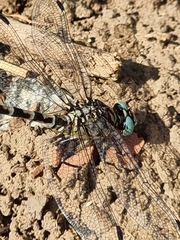 Onychogomphus forcipatus