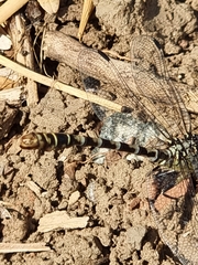 Onychogomphus forcipatus