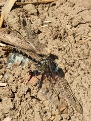 Onychogomphus forcipatus