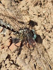 Onychogomphus forcipatus