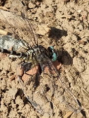 Onychogomphus forcipatus