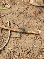 Onychogomphus forcipatus