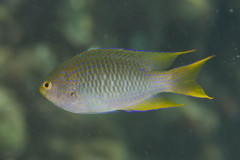 Neopomacentrus nemurus