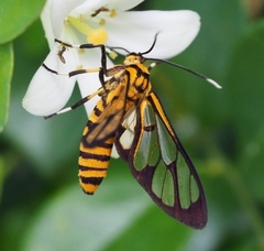 Amata grotei