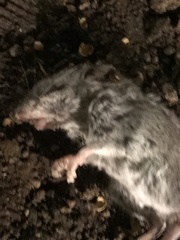 Peromyscus leucopus