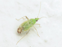 Macrotylus