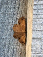 Euchlaena johnsonaria