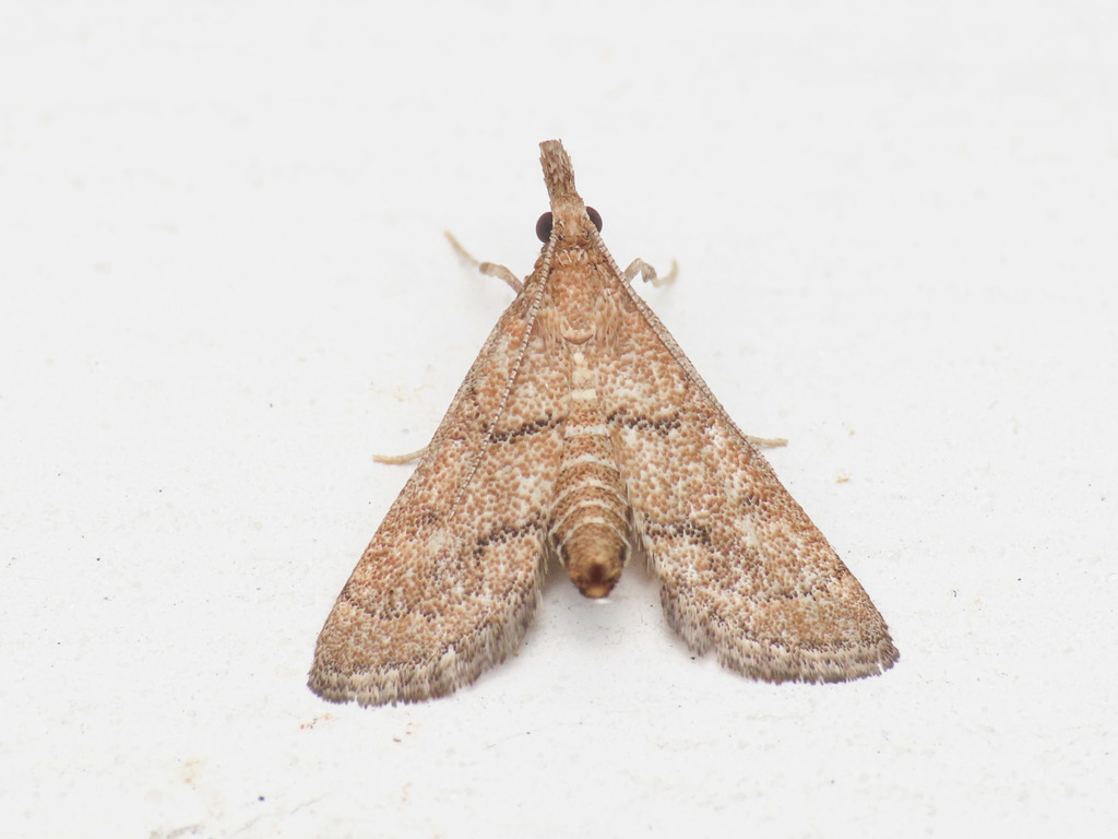 Metasia carnealis