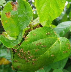 Oecophylla longinoda