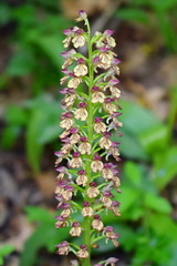 Orchis × wulffiana