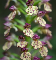 Orchis × wulffiana