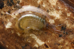 Gammarus pulex