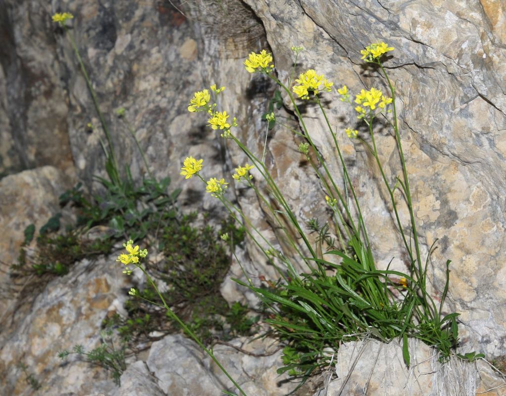 Biscutella prealpina