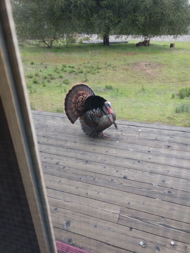 iNaturalist observation photo of Wild Turkey