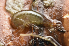 Gammarus pulex