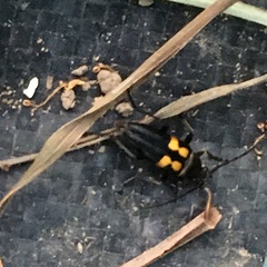 Typocerus lunulatus