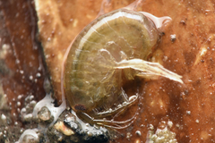 Gammarus pulex