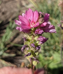 Sidalcea oregana spicata