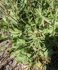 Sidalcea oregana spicata