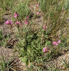 Sidalcea oregana spicata