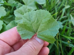 Malva pusilla