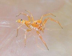 Cosmophasis bitaeniata