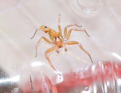 Cosmophasis bitaeniata