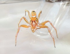 Cosmophasis bitaeniata