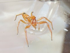 Cosmophasis bitaeniata