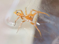 Cosmophasis bitaeniata