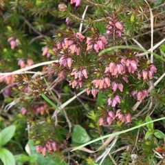 Erica carnea