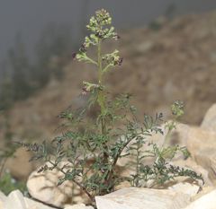 Scrophularia juratensis