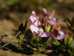 Polygala umbellata