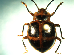 Corynomalus vestitus