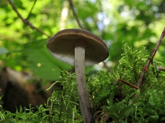 Hydropus atramentosus