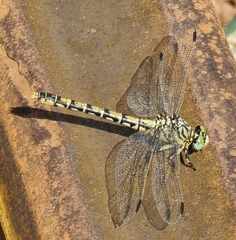 Onychogomphus forcipatus