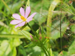 Sabatia capitata